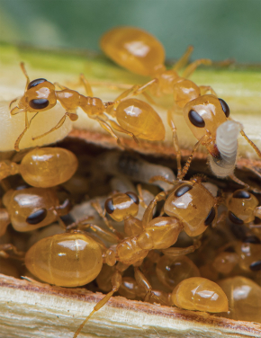 圖一. 港大生態學家發起全球螞蟻普查，他們運用嶄新的方法試圖點算地球上所有螞蟻的數目，並估計最少由兩萬兆螞蟻主導全球的生態系統。上圖為短角蟻屬（Gesomyrmex howardi），一種鮮為人知、來自東方熱帶的樹棲螞蟻。（圖片鳴謝：白書樺）
 